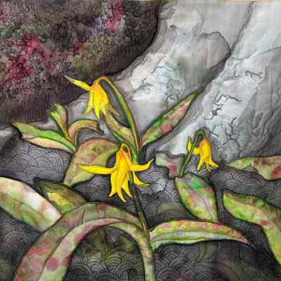 Trout Lily