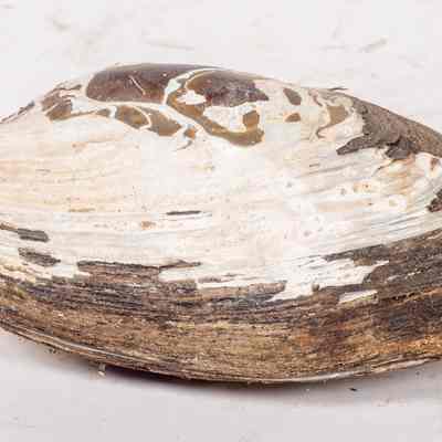 Black Mussel