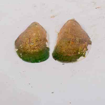 Green Lip Mussel