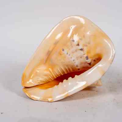Polished shell