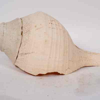 Large Shell