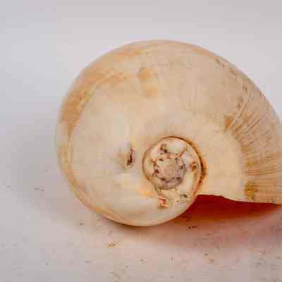 Scoop Shell