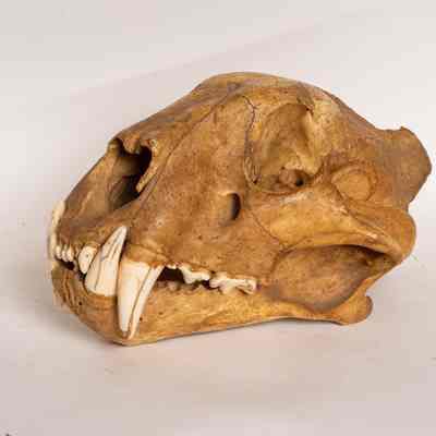 Skull