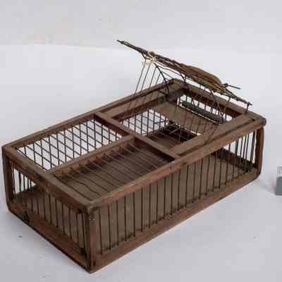 Sparrow Trap
