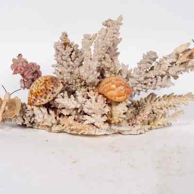 Shell craft