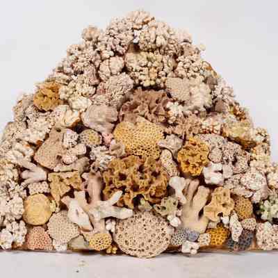 Coral Craft