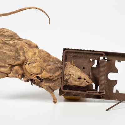 Tin Mousetrap