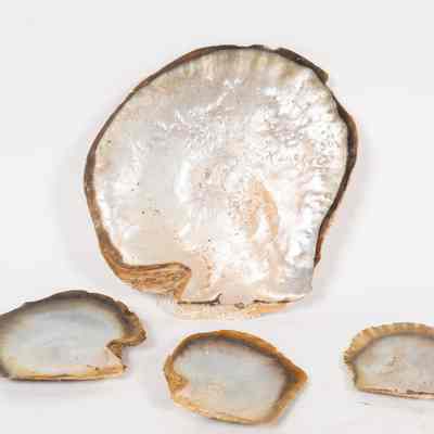 Oyster Pearl