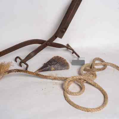 Clamp with Razor Fish Shell