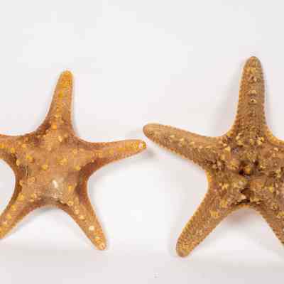 Starfish