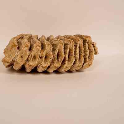 Elephant's Tooth
