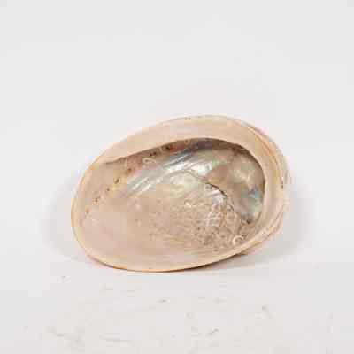 Abalone Shell