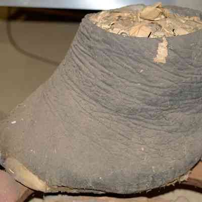 Elephant foot