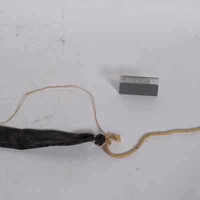 Springer Rope