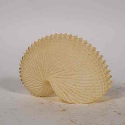 Nautilus Shell
