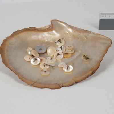 Mother of pearl shell