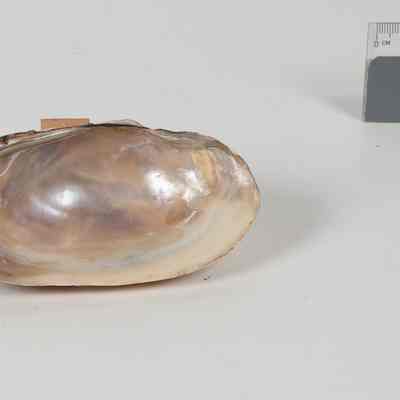Native Mussel shell