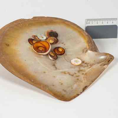Mother of Pearl shell