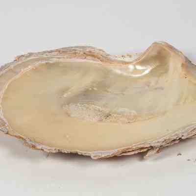 Mother of pearl shell