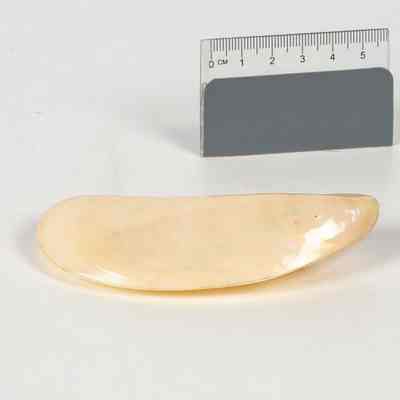 Small Native Mussel Shell