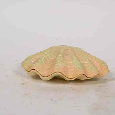 Shell soap holder