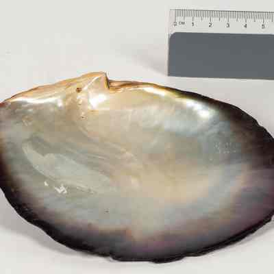 Black lip pearl shell