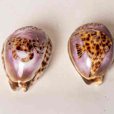 Cowries