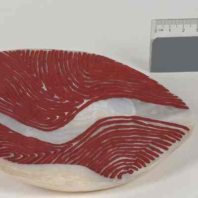 Pearl Shell
