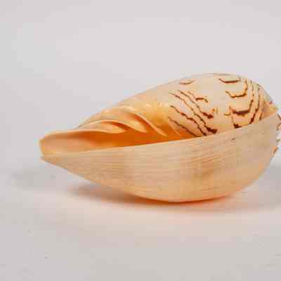 Scoop Shell