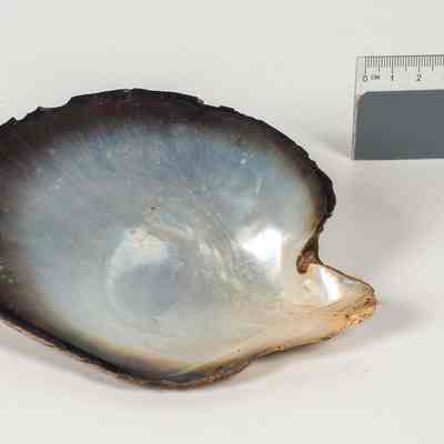 Black lip pearl shell