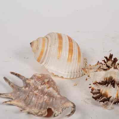 Shell x 3