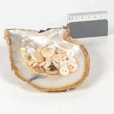 Mother of pearl shell