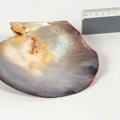 Black lip mother of pearl shell