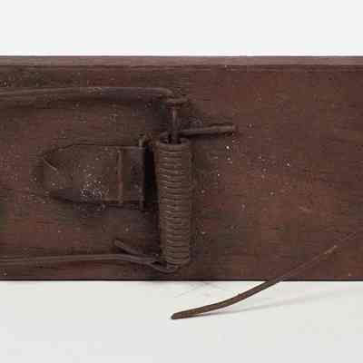 Wooden rat trap