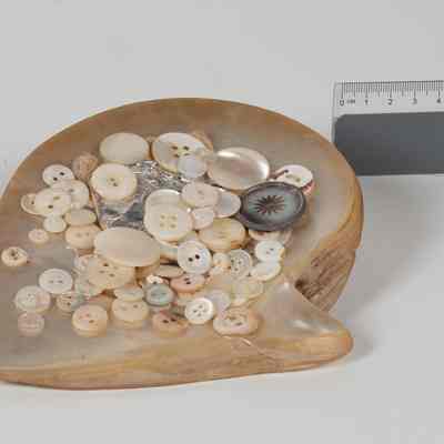 Pearl shell / buttons