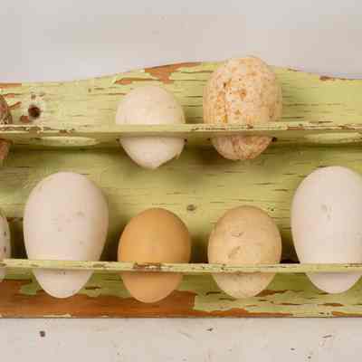 Egg Rack