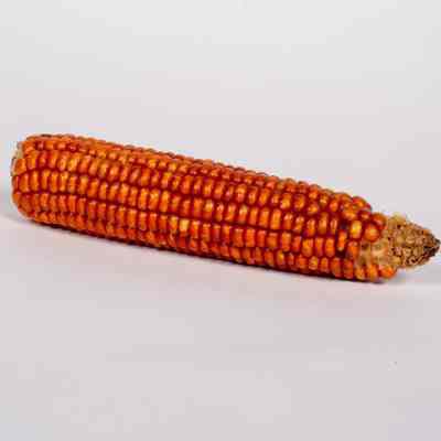 Dehydrated Corn