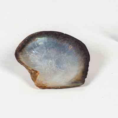 Black lip pearl shell