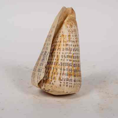 Cone Shell