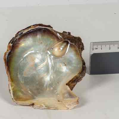 Small pearl shell
