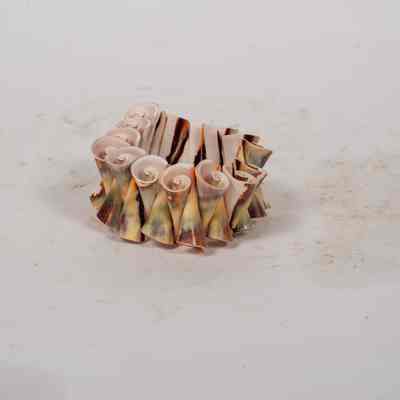 Shell craft