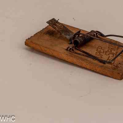 Mouse Trap