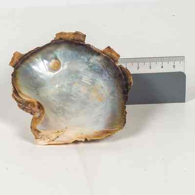 Small shell black lip
