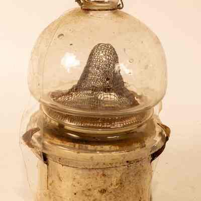 Small fruit fly-catcher