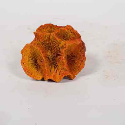 Coral