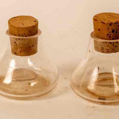 Pair of very small fly catchers