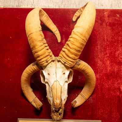 4 Horned Ram
