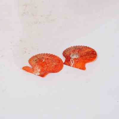 Orange Shells