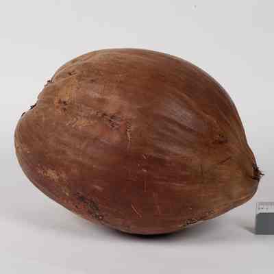 Coconut with its husk