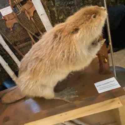 Beaver, Taxidermy Mount